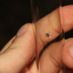Dispelling Frequent Misconceptions About Diagnosing Lyme Disease