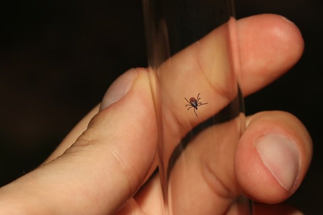 Dispelling Frequent Misconceptions About Diagnosing Lyme Disease
