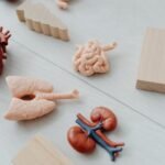 Easy Methods to Maintain Your Kidneys' Health and Happiness