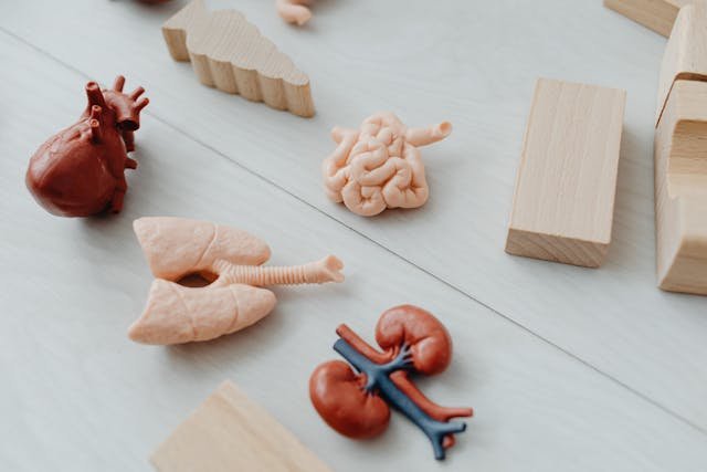 Easy Methods to Maintain Your Kidneys' Health and Happiness