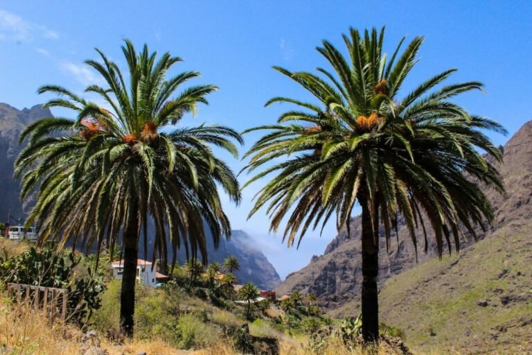 Tenerife: A 24-Hour Island Experience